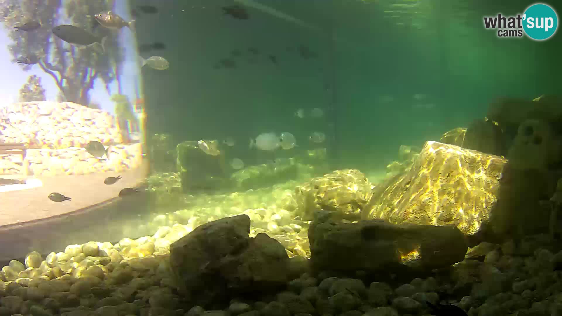 Zunanji morski akvarij Rogoznica spletna kamera Hrvaška
