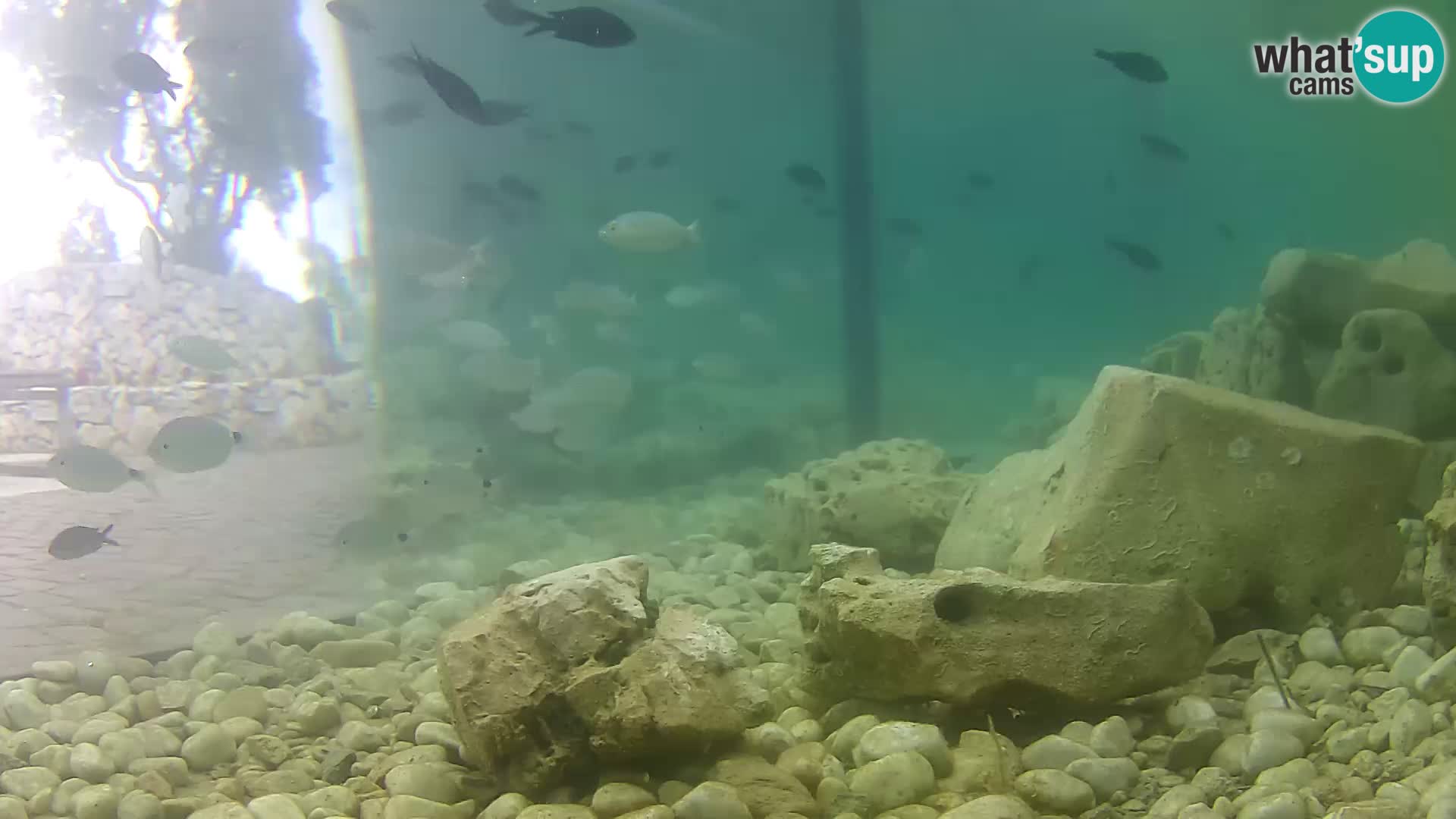 Outdoor Marine Aquarium Rogoznica webcam Croatia
