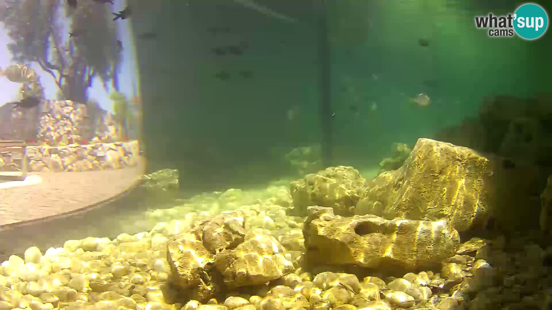 Acuario marino al aire libre Rogoznica webcam Croacia
