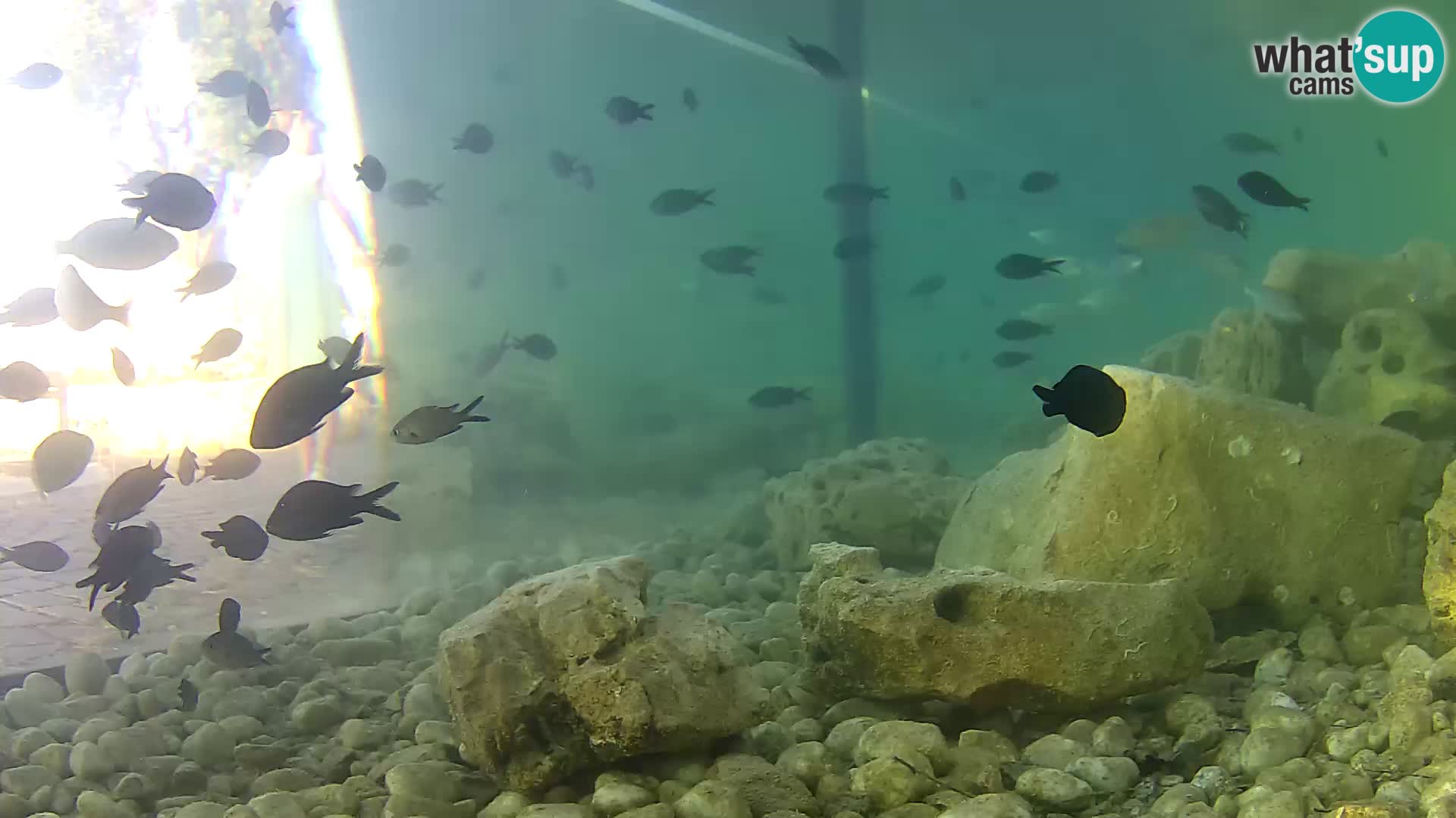 Marine Aquarium im Freien Rogoznica webcam Kroatien