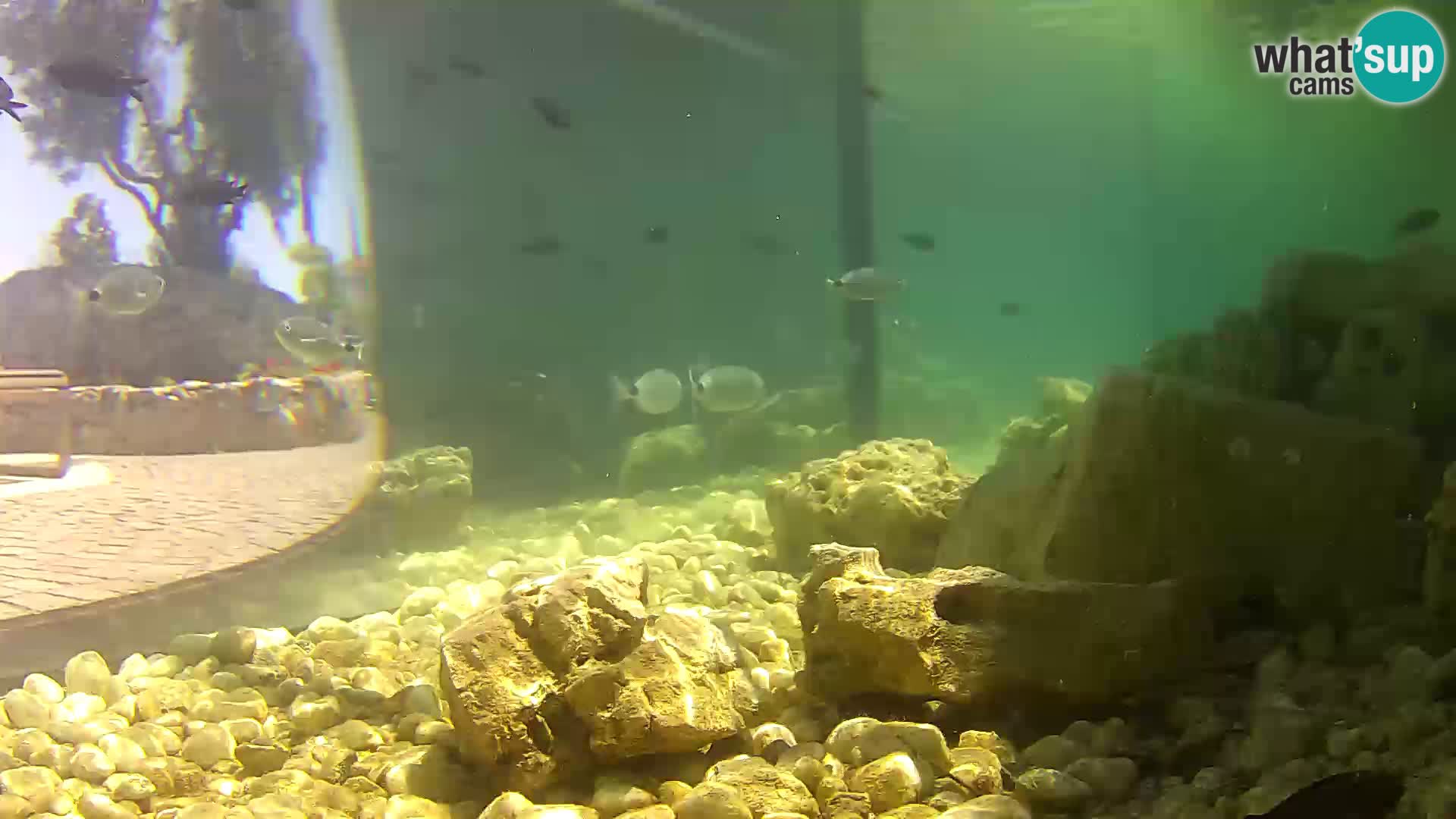 Outdoor Marine Aquarium Rogoznica webcam Croatia