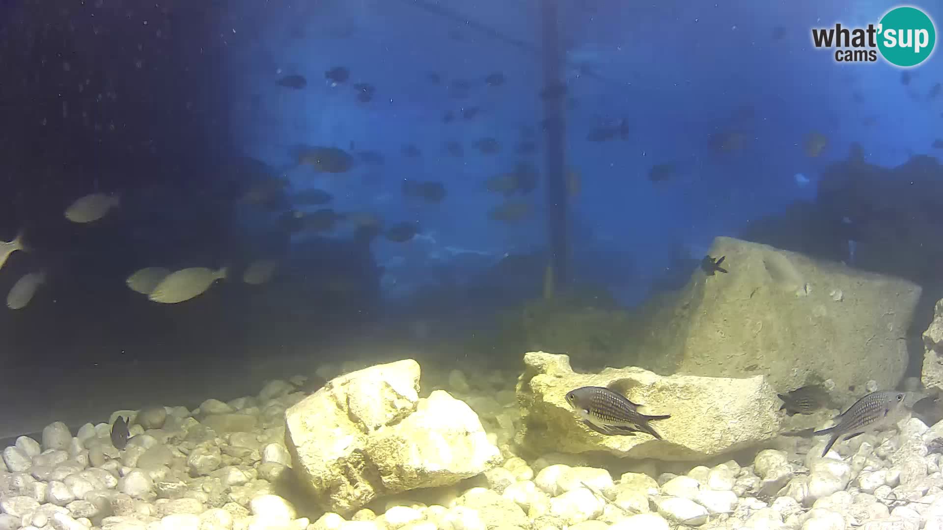 Zunanji morski akvarij Rogoznica spletna kamera Hrvaška