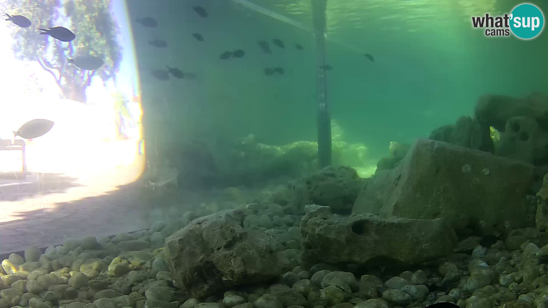 Acuario marino al aire libre Rogoznica webcam Croacia