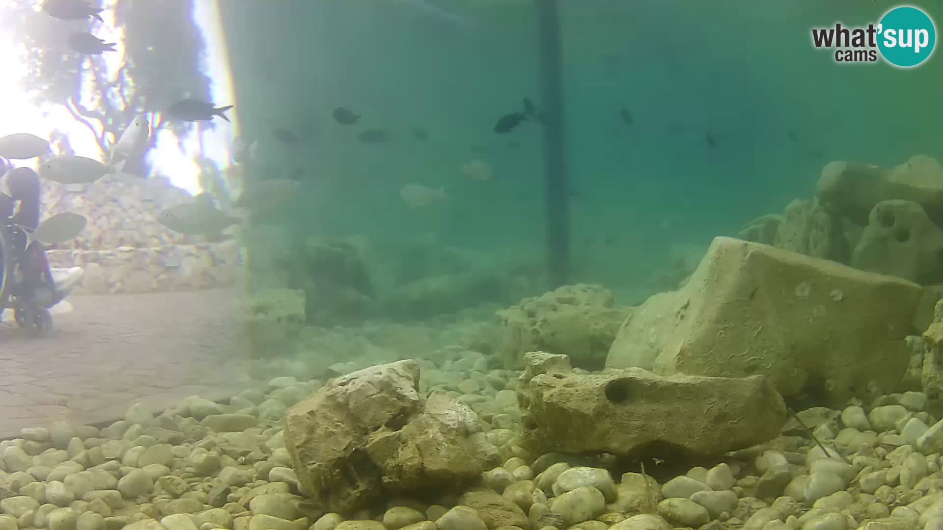 Zunanji morski akvarij Rogoznica spletna kamera Hrvaška