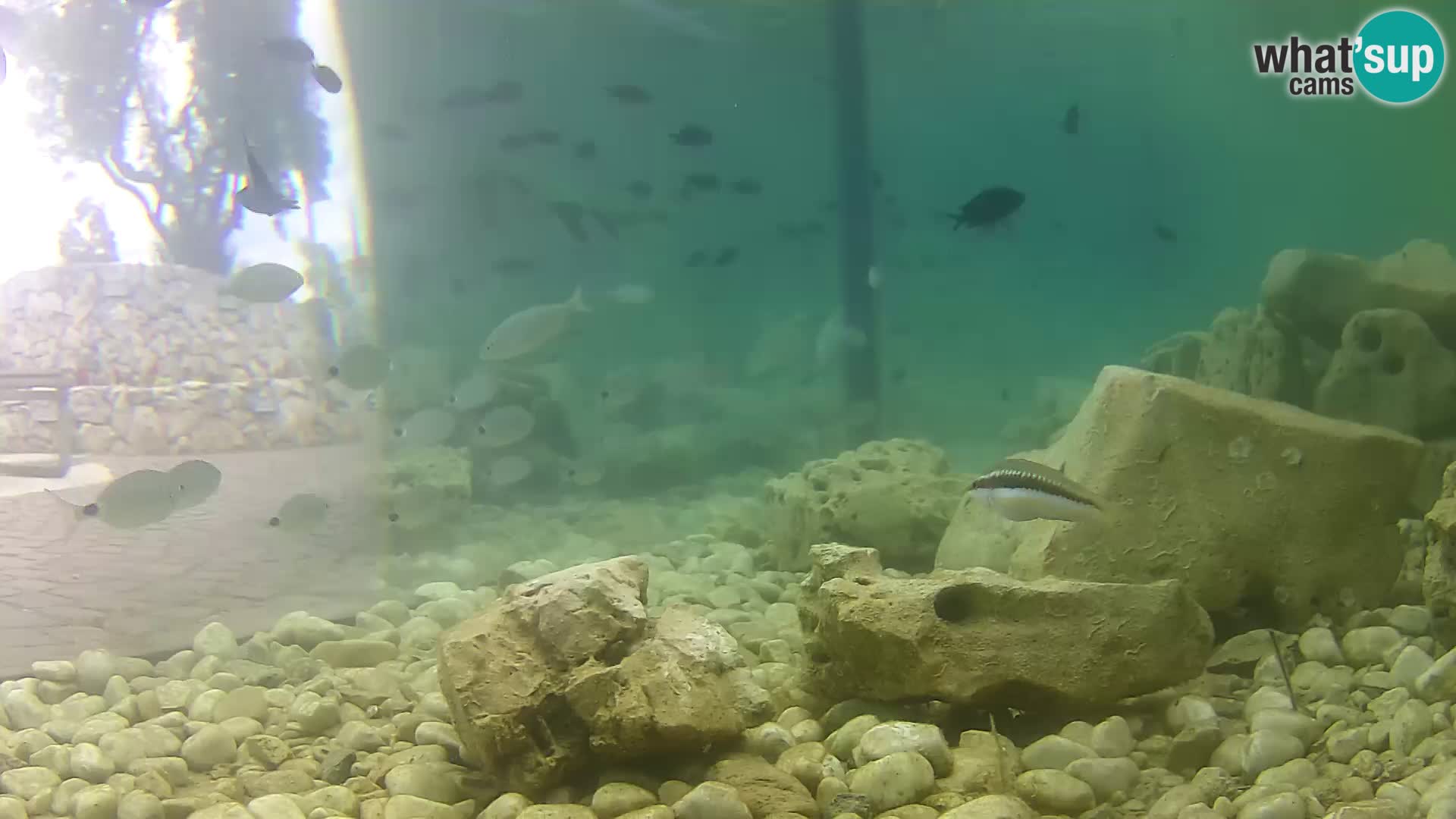 Outdoor Marine Aquarium Rogoznica webcam Croatia