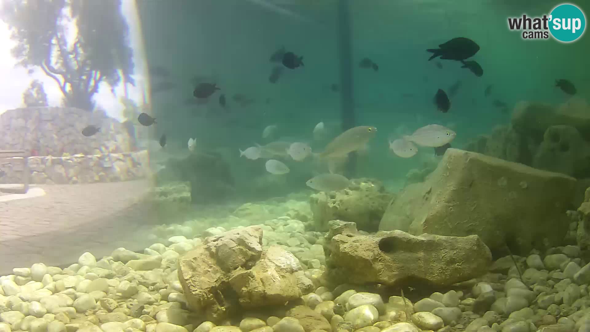 Aquario marino esterno –  Rogoznica livecam Croazia