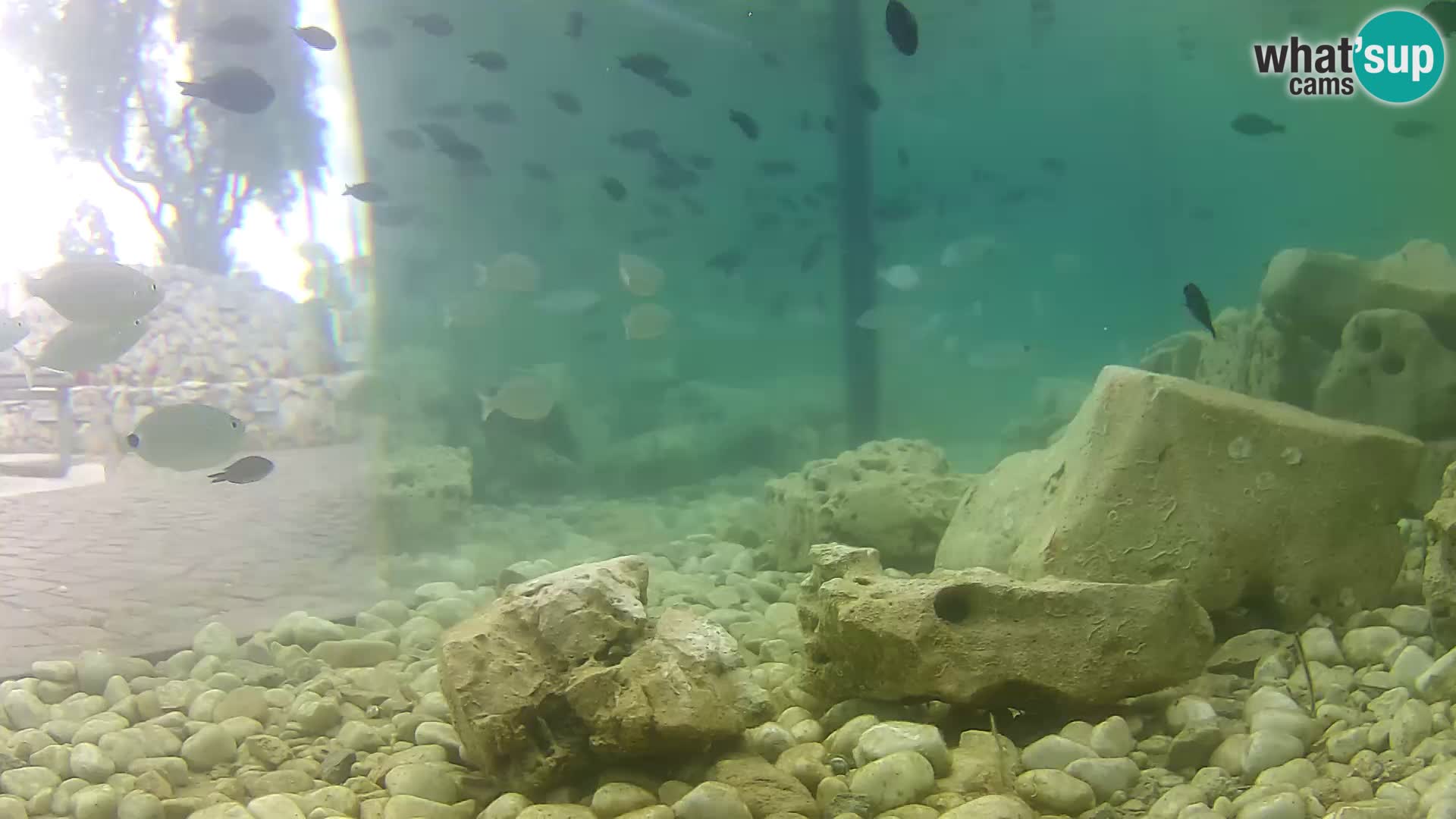 Outdoor Marine Aquarium Rogoznica webcam Croatia