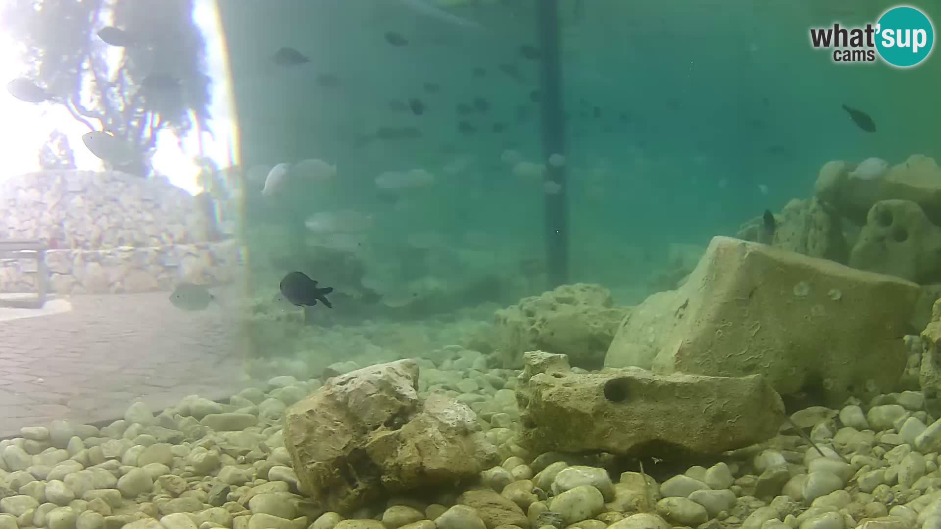 Zunanji morski akvarij Rogoznica spletna kamera Hrvaška
