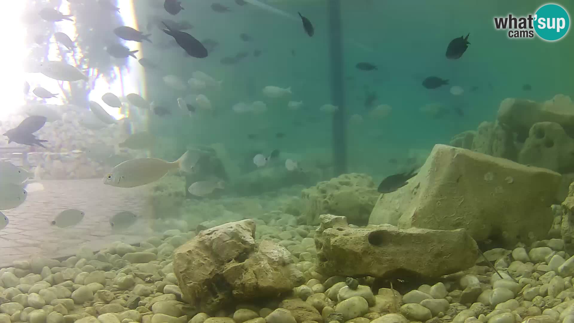 Zunanji morski akvarij Rogoznica spletna kamera Hrvaška