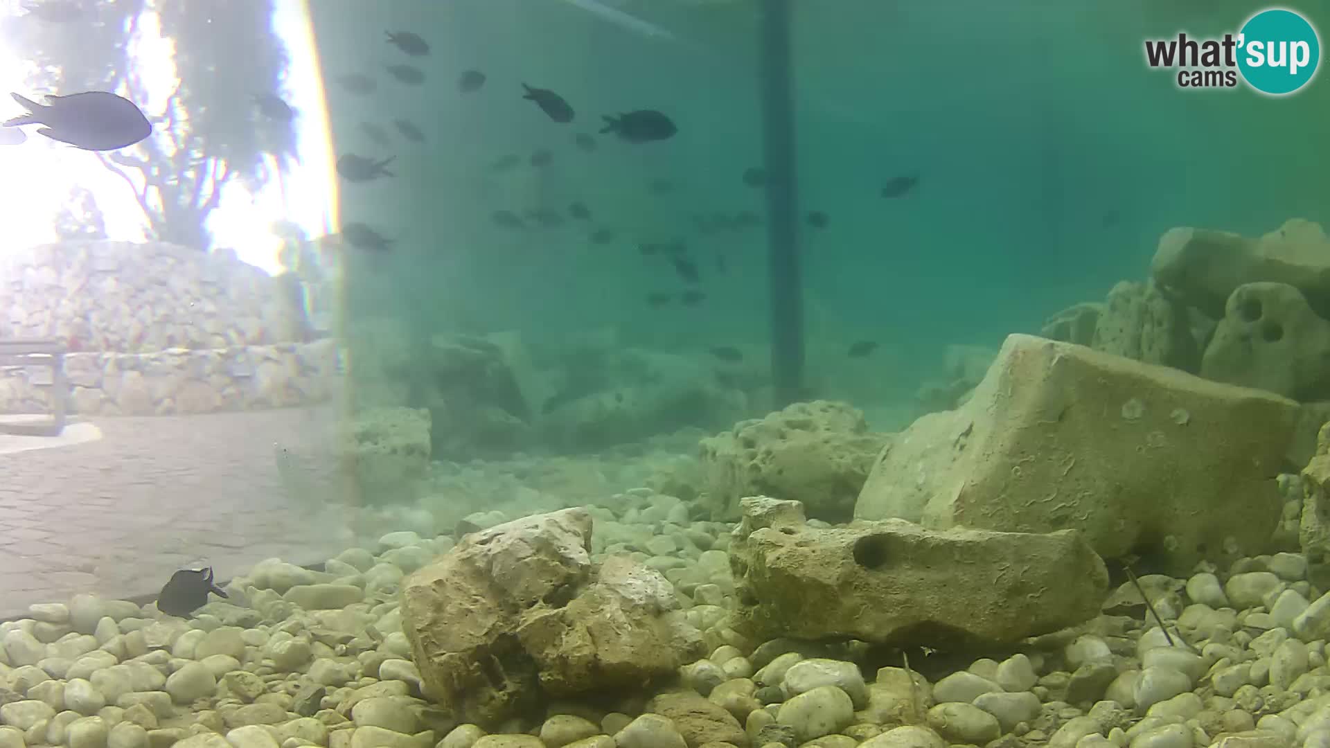 Marine Aquarium im Freien Rogoznica webcam Kroatien