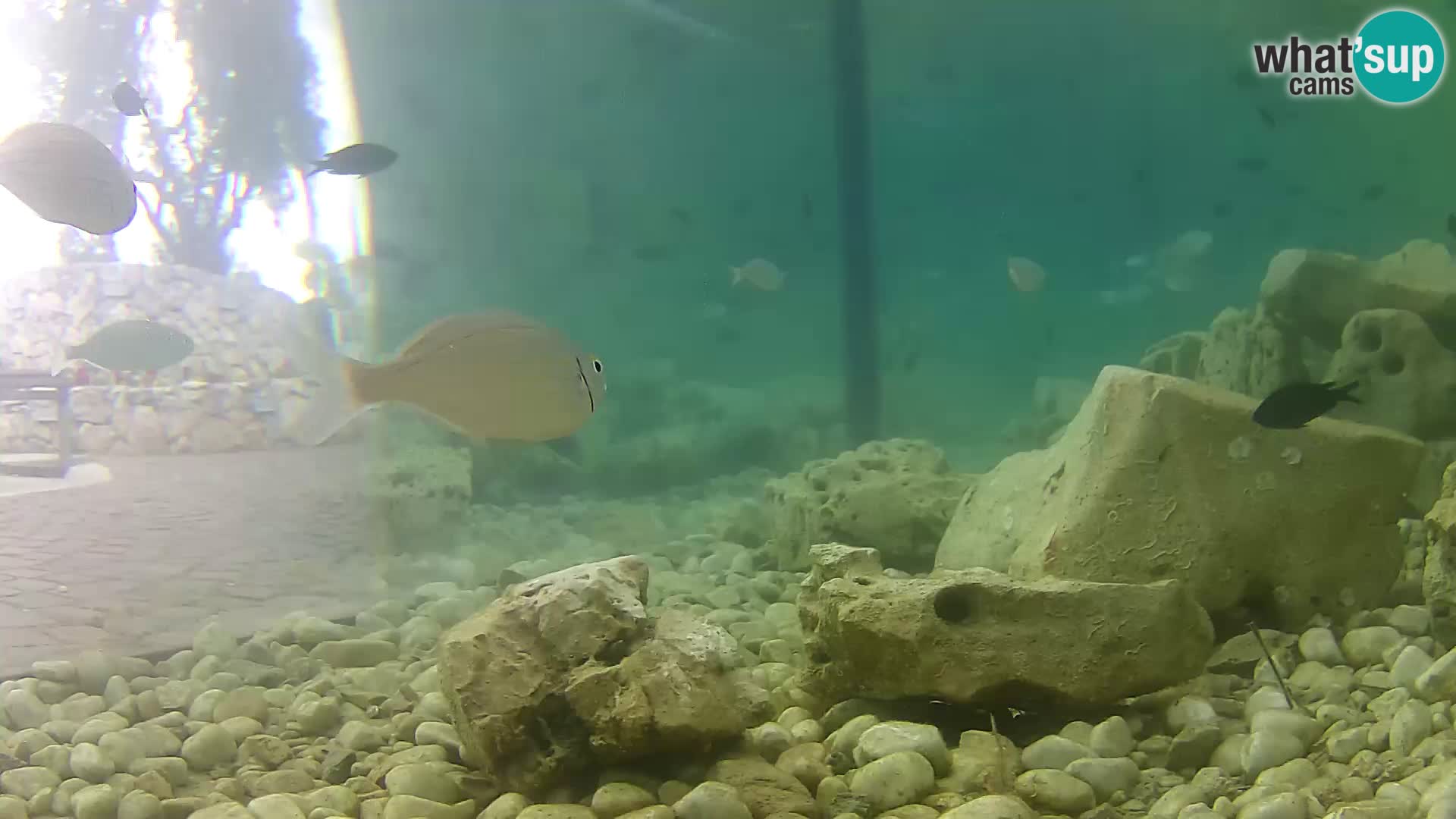 Outdoor Marine Aquarium Rogoznica webcam Croatia