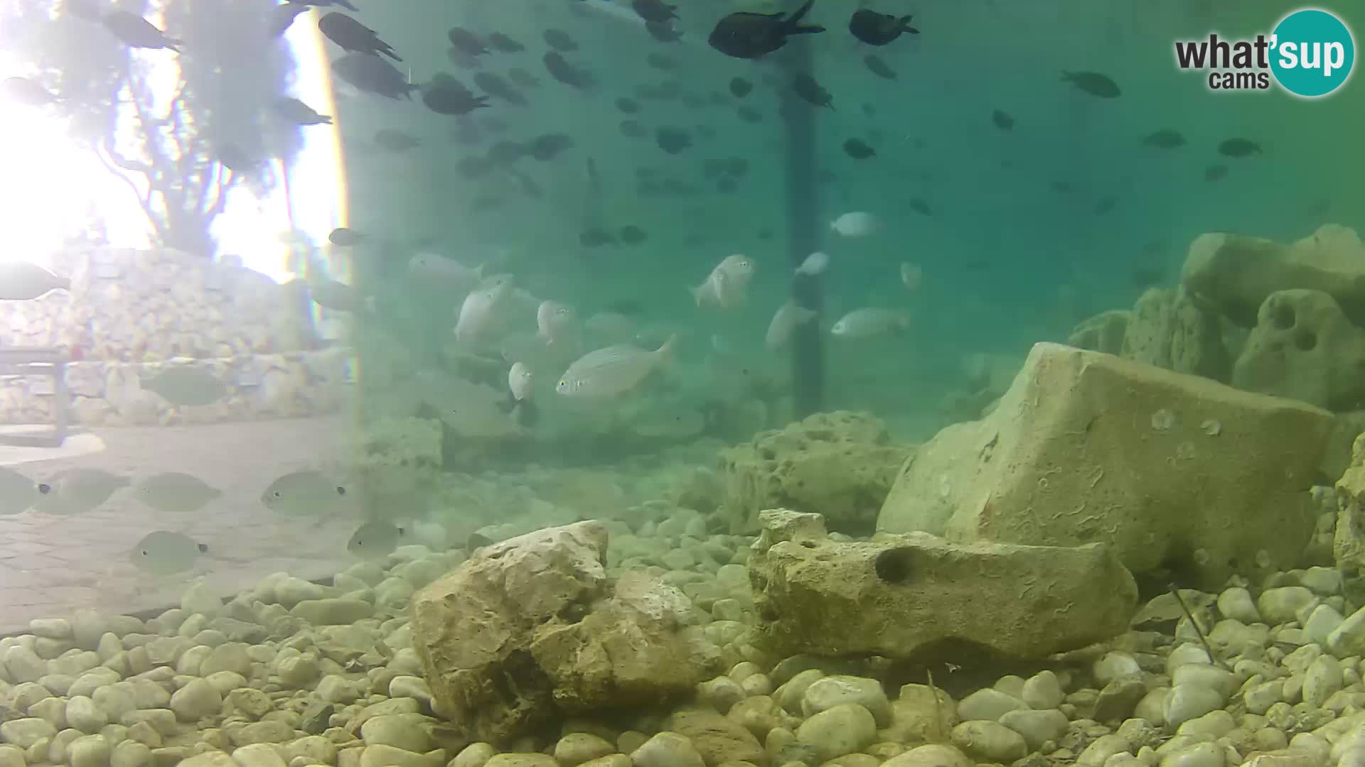 Zunanji morski akvarij Rogoznica spletna kamera Hrvaška