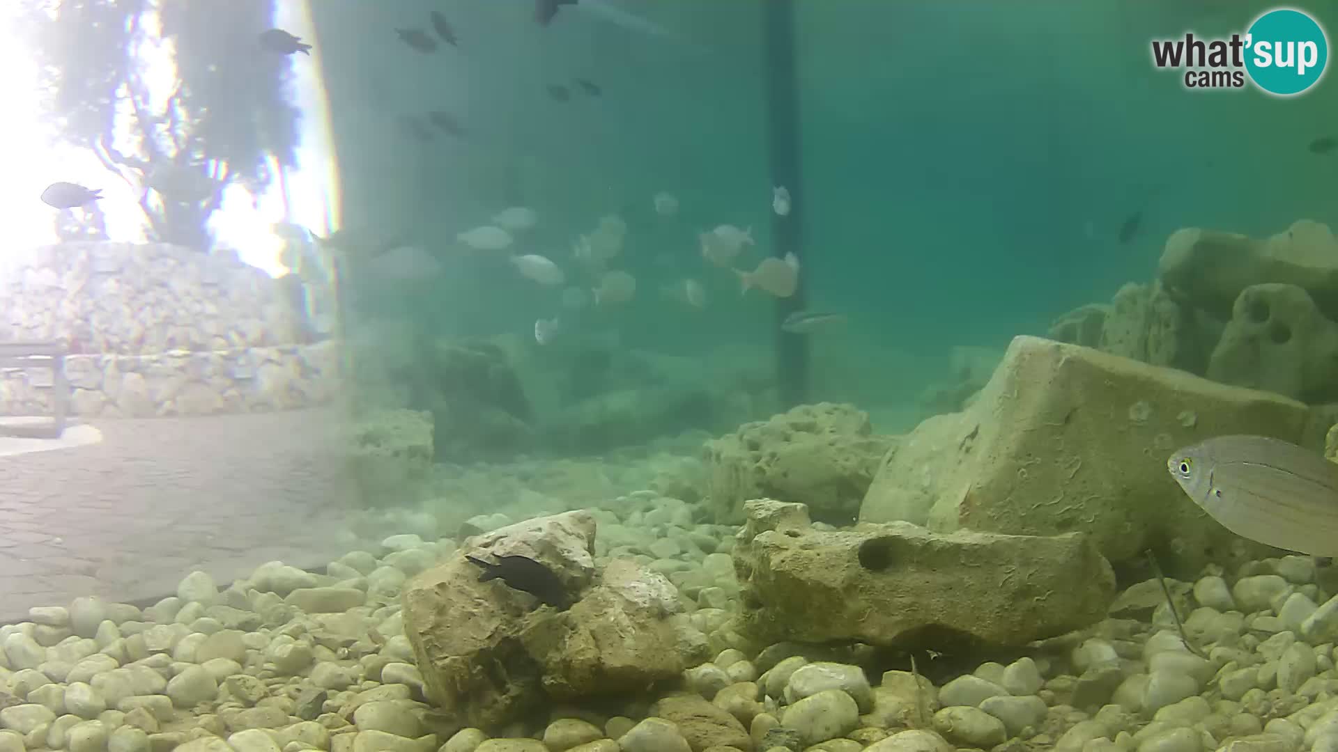 Aquario marino esterno –  Rogoznica livecam Croazia