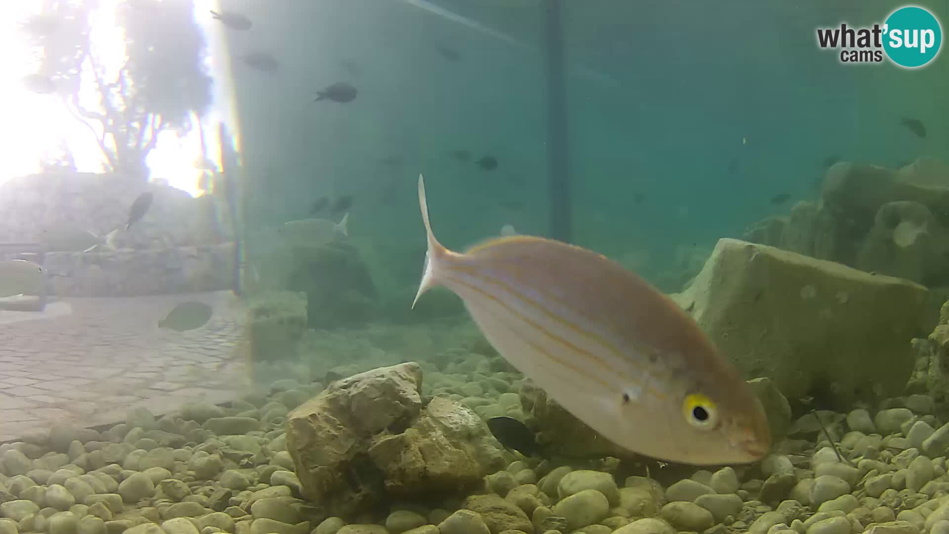 Zunanji morski akvarij Rogoznica spletna kamera Hrvaška