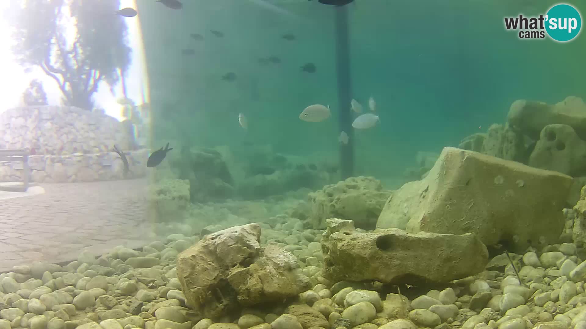 Zunanji morski akvarij Rogoznica spletna kamera Hrvaška