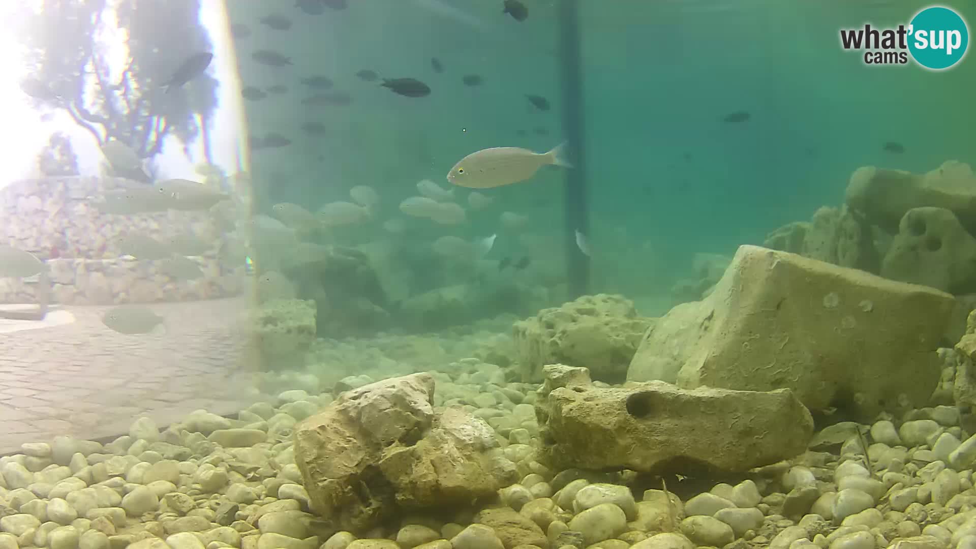 Aquario marino esterno –  Rogoznica livecam Croazia