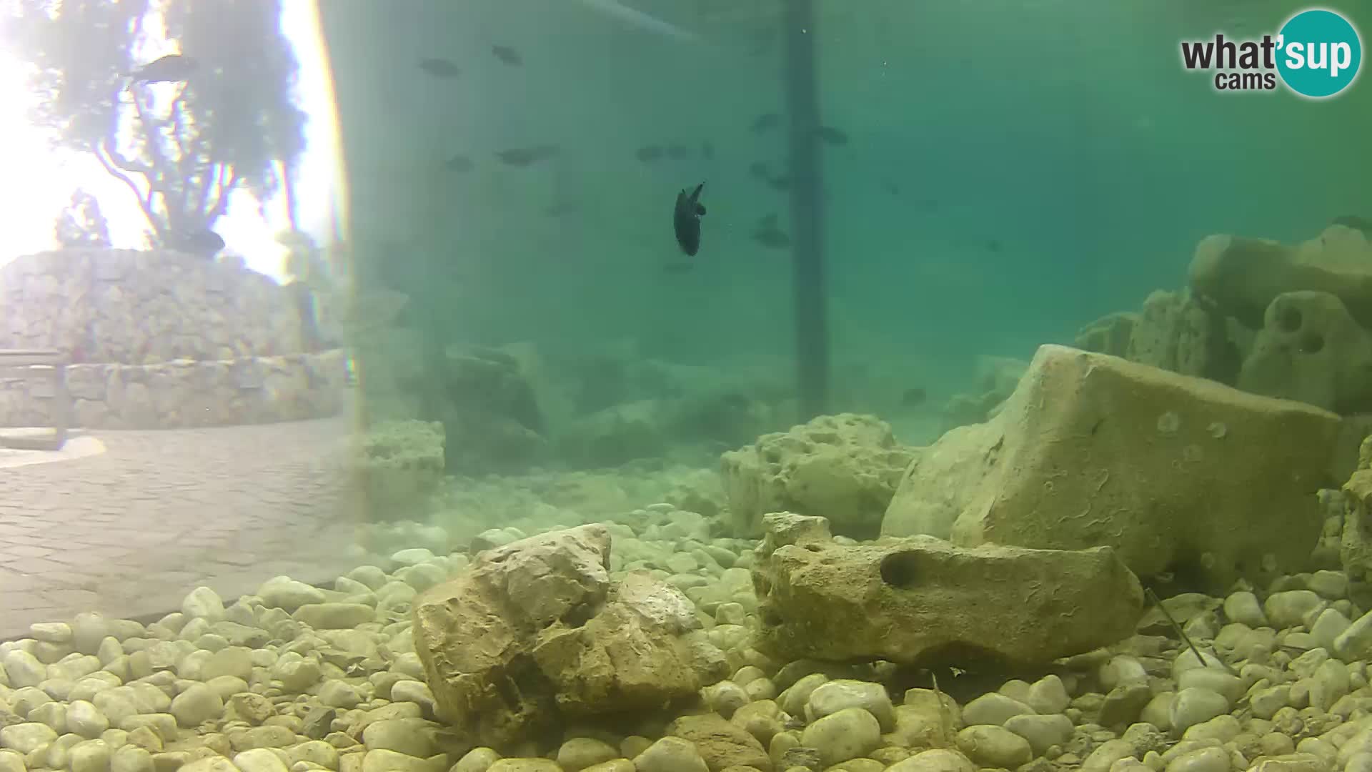 Acuario marino al aire libre Rogoznica webcam Croacia