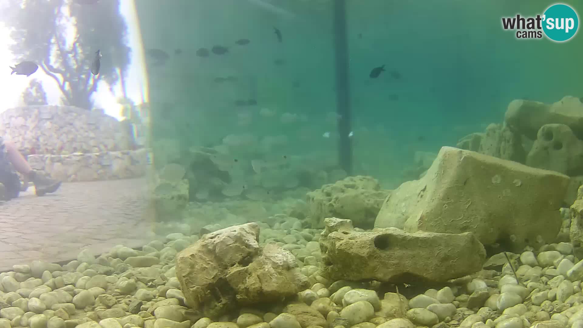 Aquario marino esterno –  Rogoznica livecam Croazia