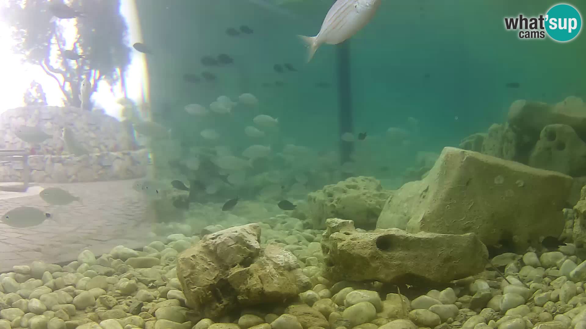 Zunanji morski akvarij Rogoznica spletna kamera Hrvaška