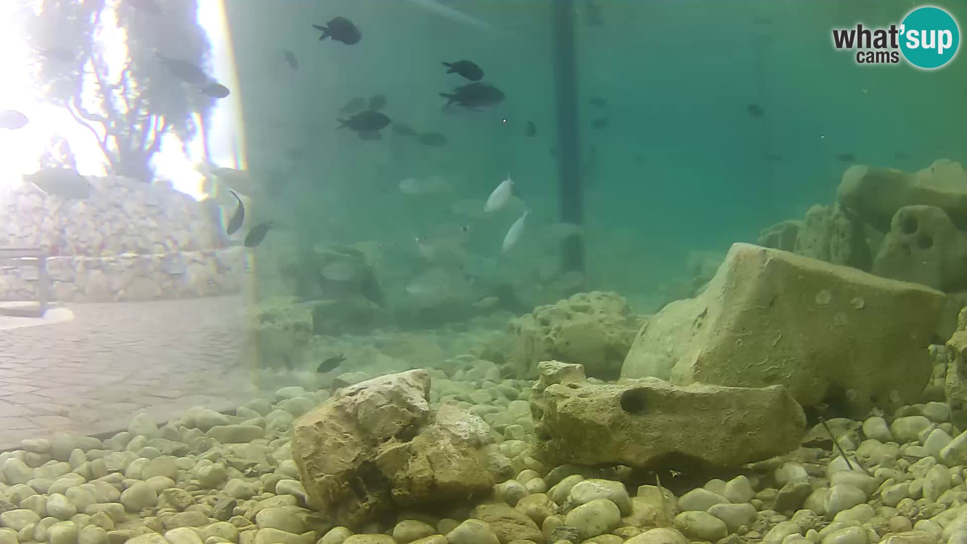 Zunanji morski akvarij Rogoznica spletna kamera Hrvaška