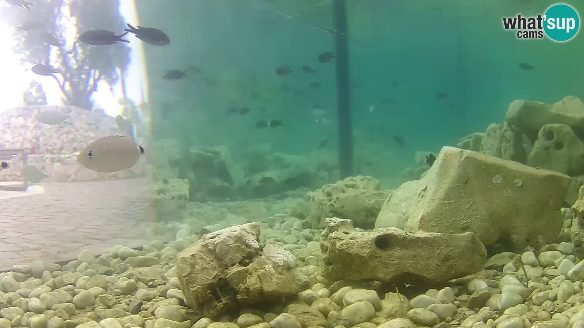 Aquario marino esterno –  Rogoznica livecam Croazia