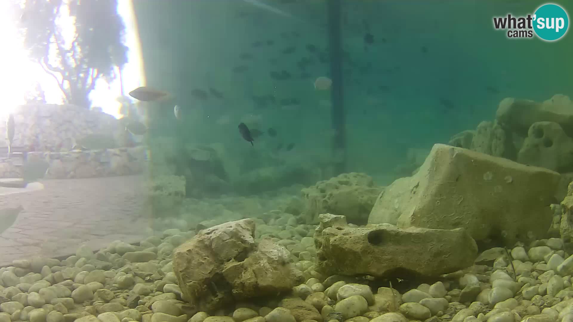 Aquario marino esterno –  Rogoznica livecam Croazia
