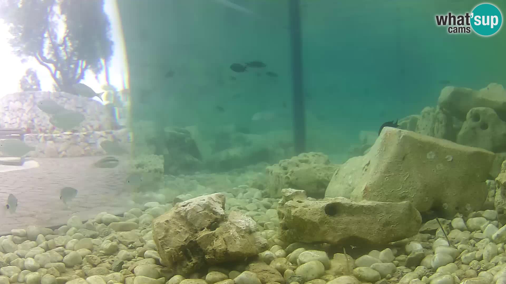 Outdoor Marine Aquarium Rogoznica webcam Croatia