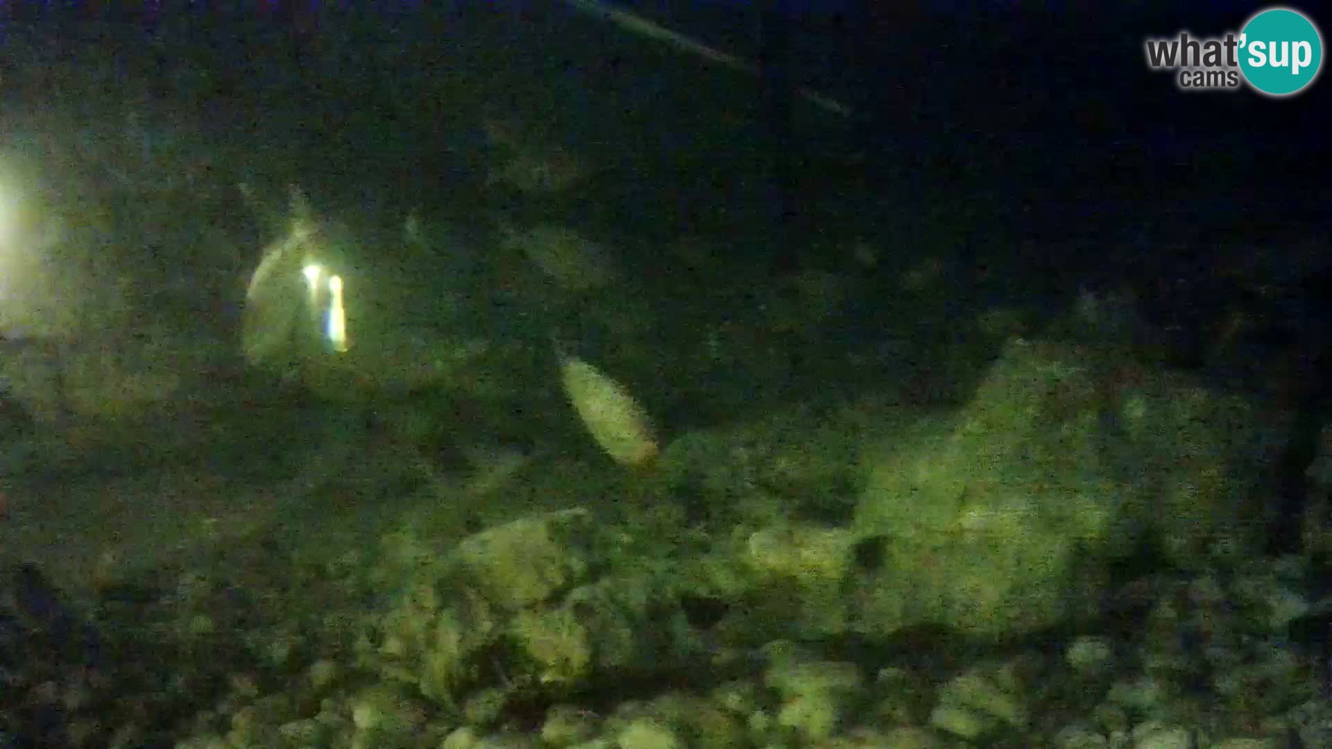 Outdoor Marine Aquarium Rogoznica webcam Croatia