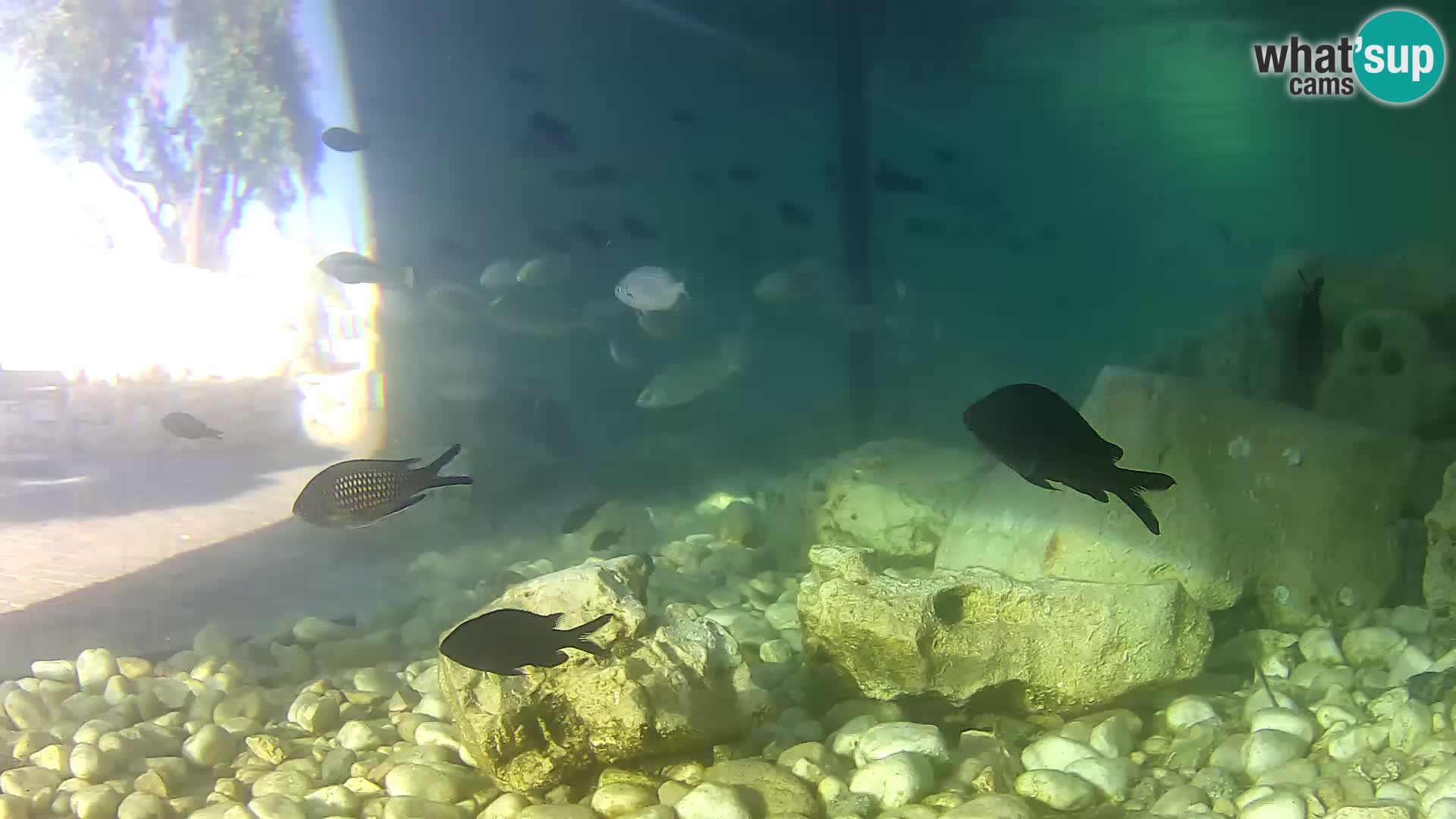 Marine Aquarium im Freien Rogoznica webcam Kroatien