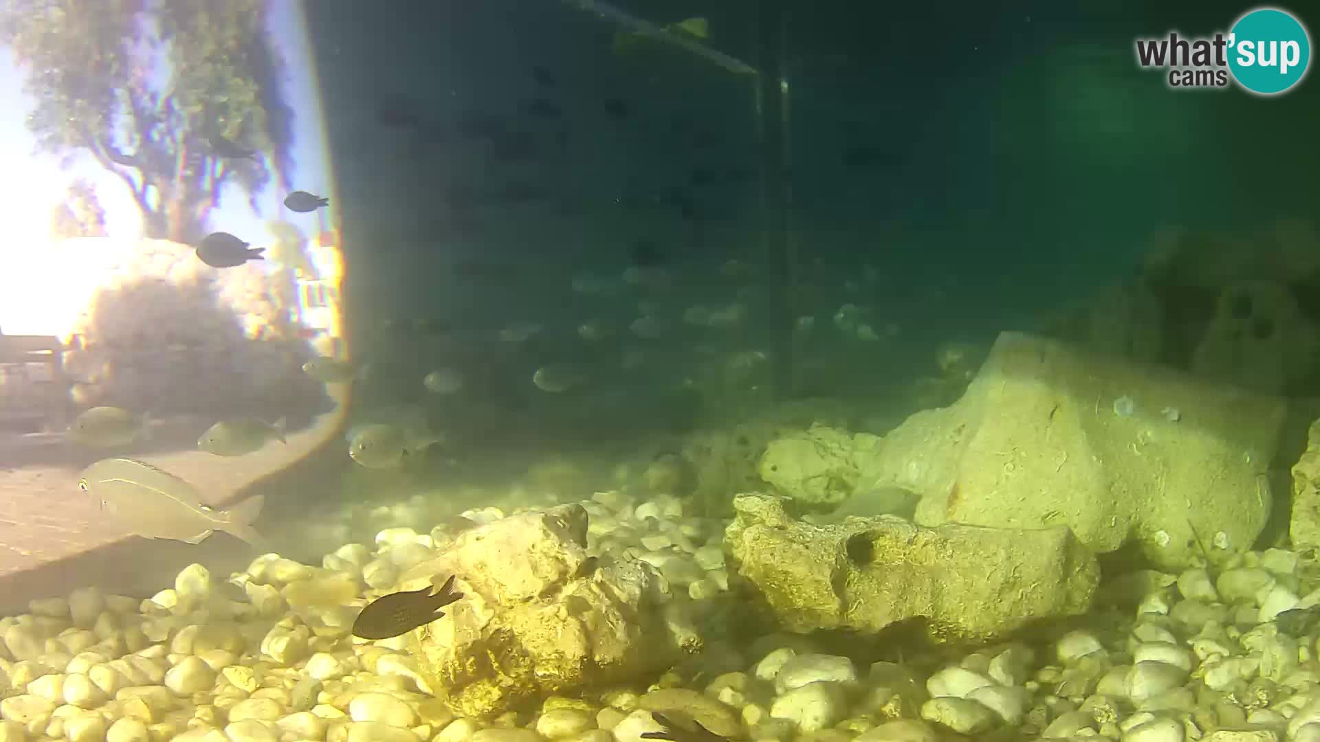 Aquario marino esterno –  Rogoznica livecam Croazia