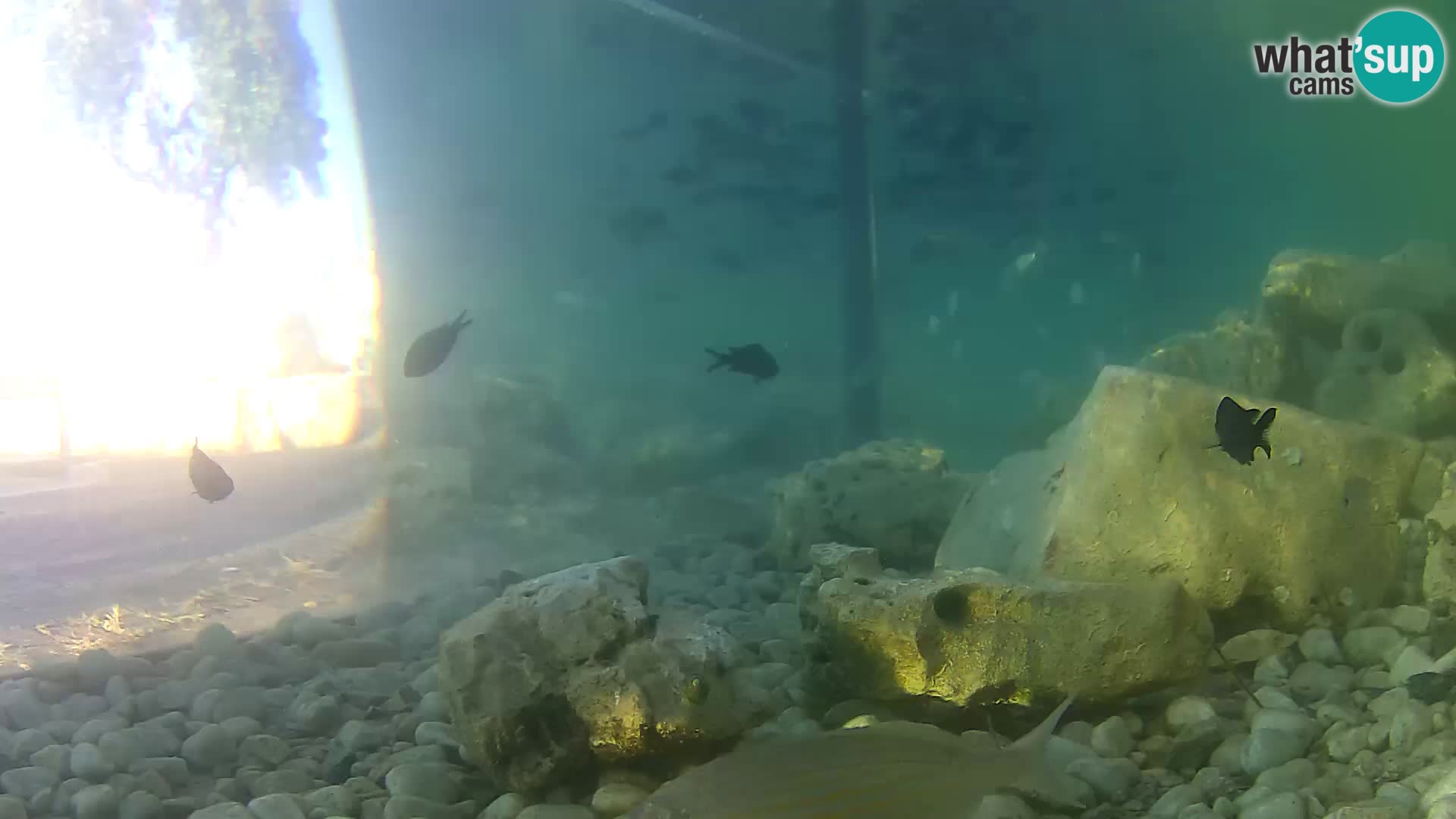 Zunanji morski akvarij Rogoznica spletna kamera Hrvaška