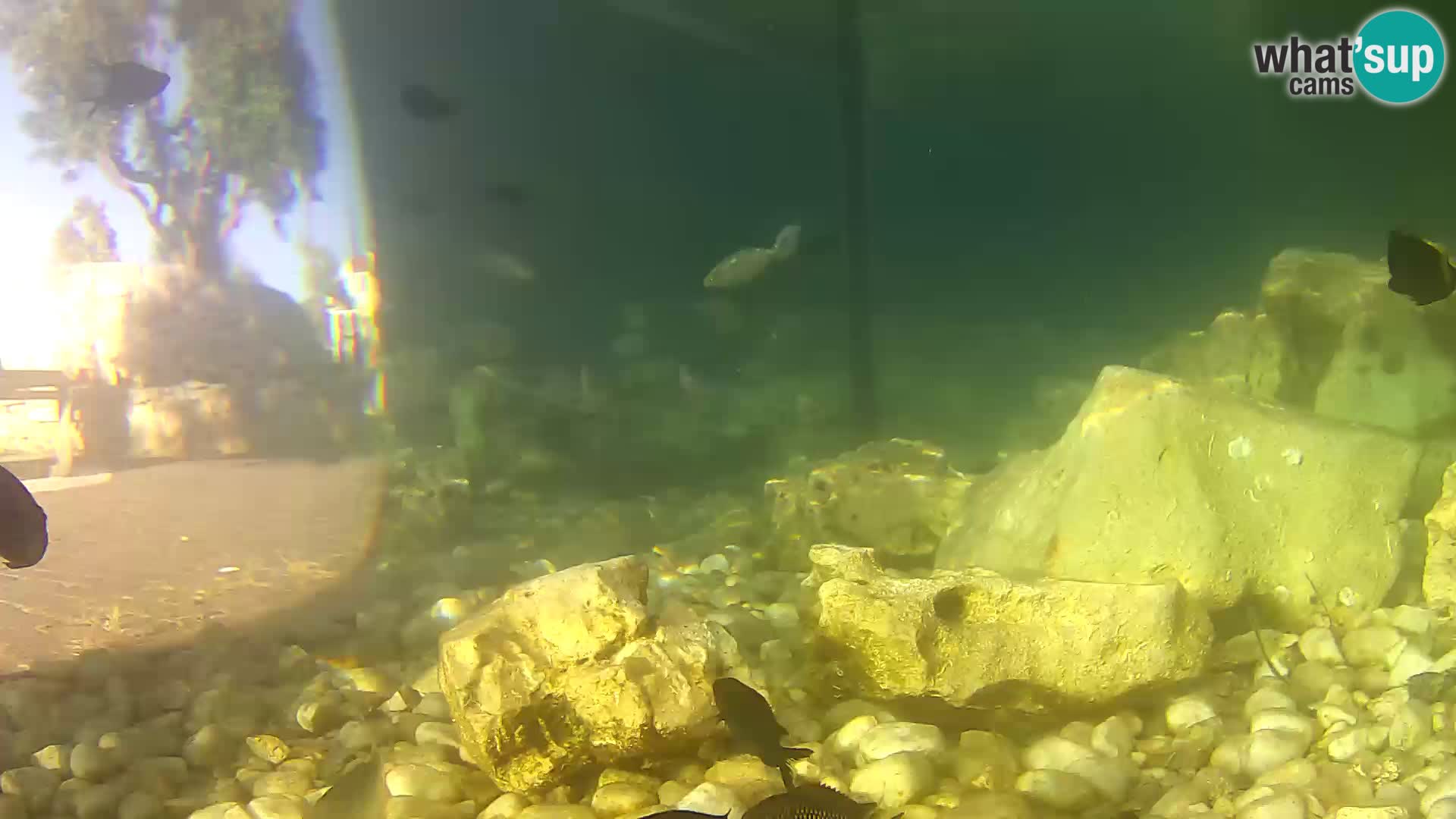 Aquario marino esterno –  Rogoznica livecam Croazia
