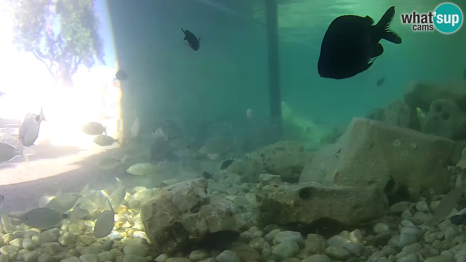 Aquario marino esterno –  Rogoznica livecam Croazia