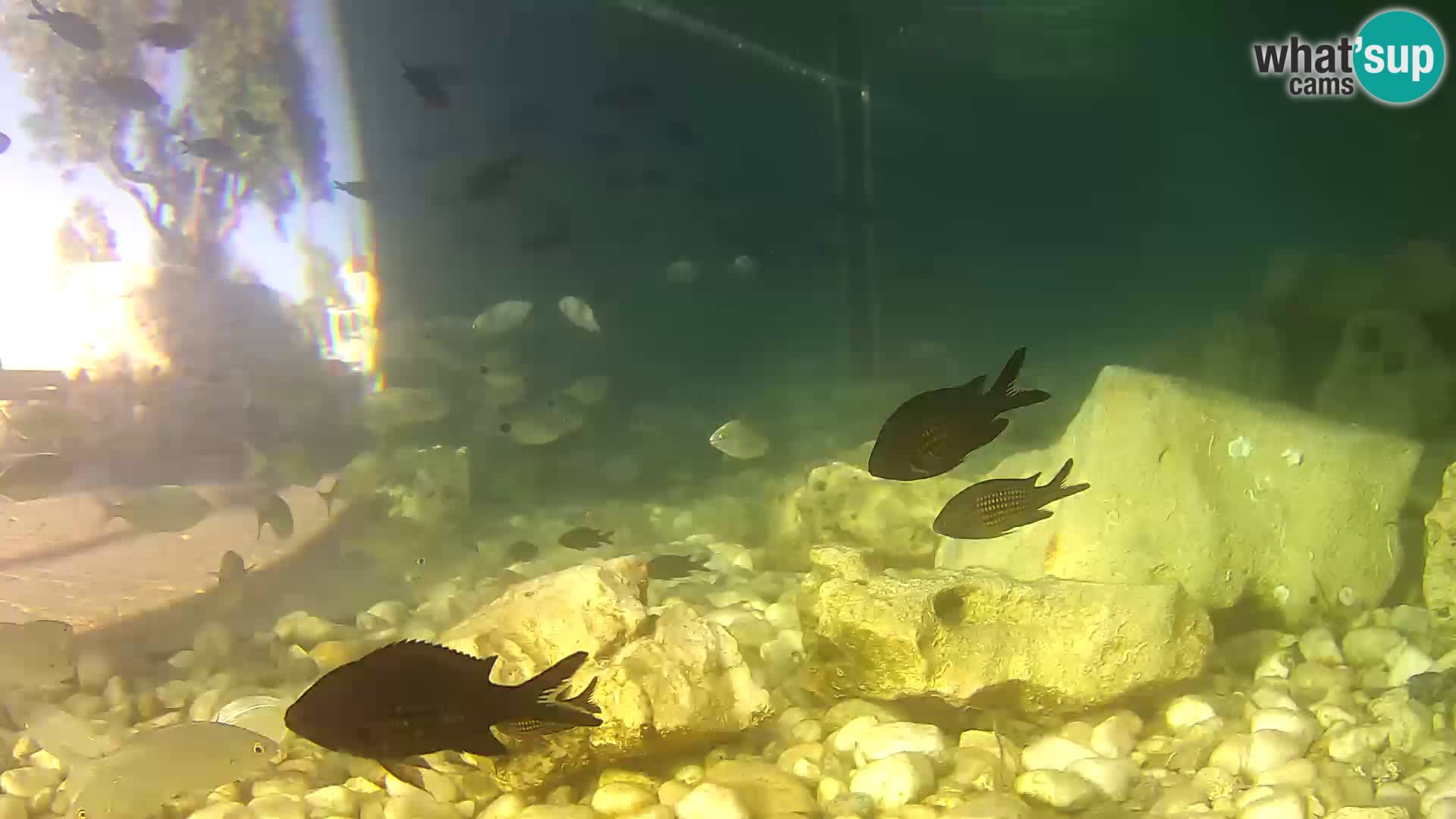 Marine Aquarium im Freien Rogoznica webcam Kroatien
