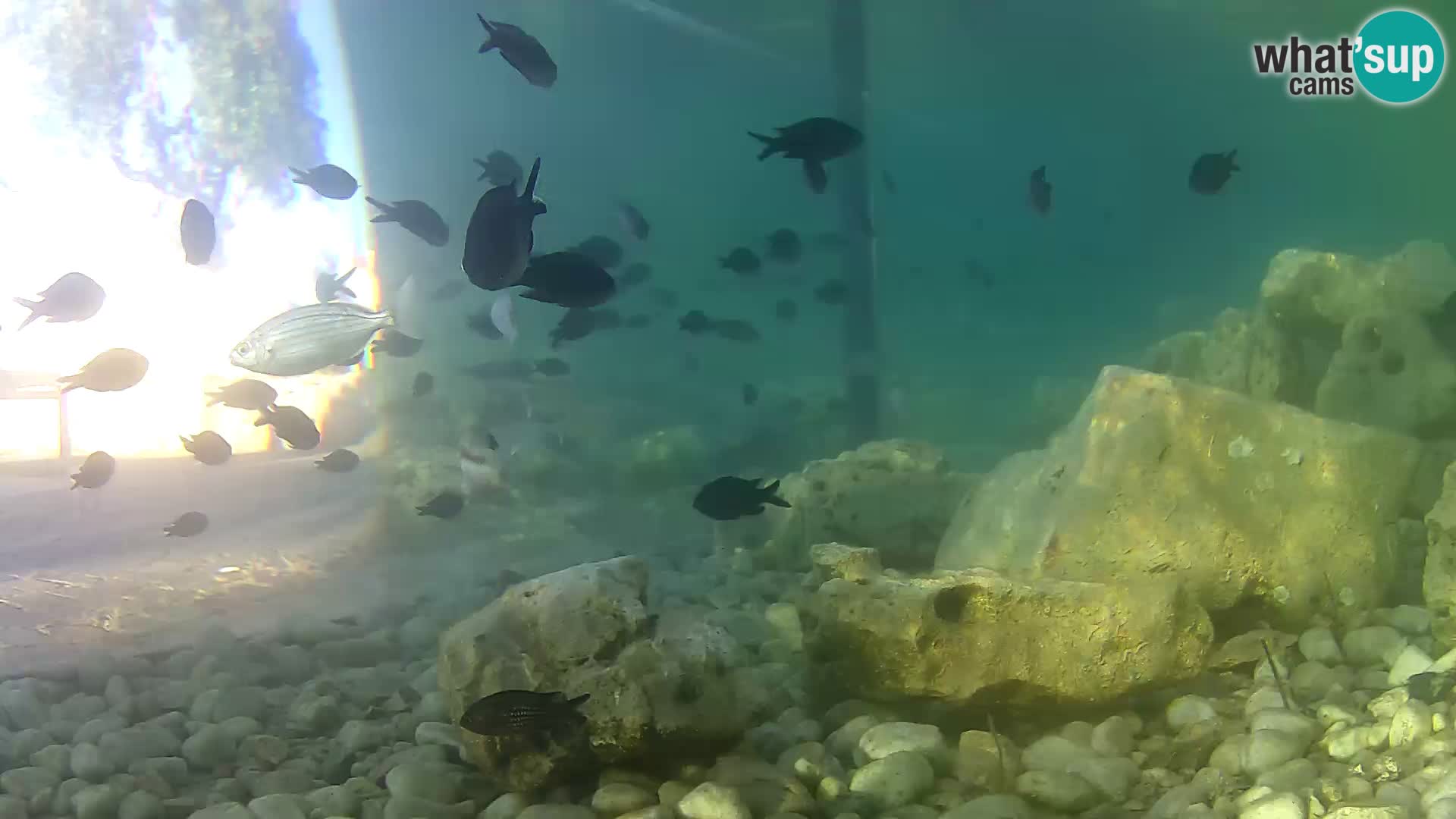 Aquario marino esterno –  Rogoznica livecam Croazia
