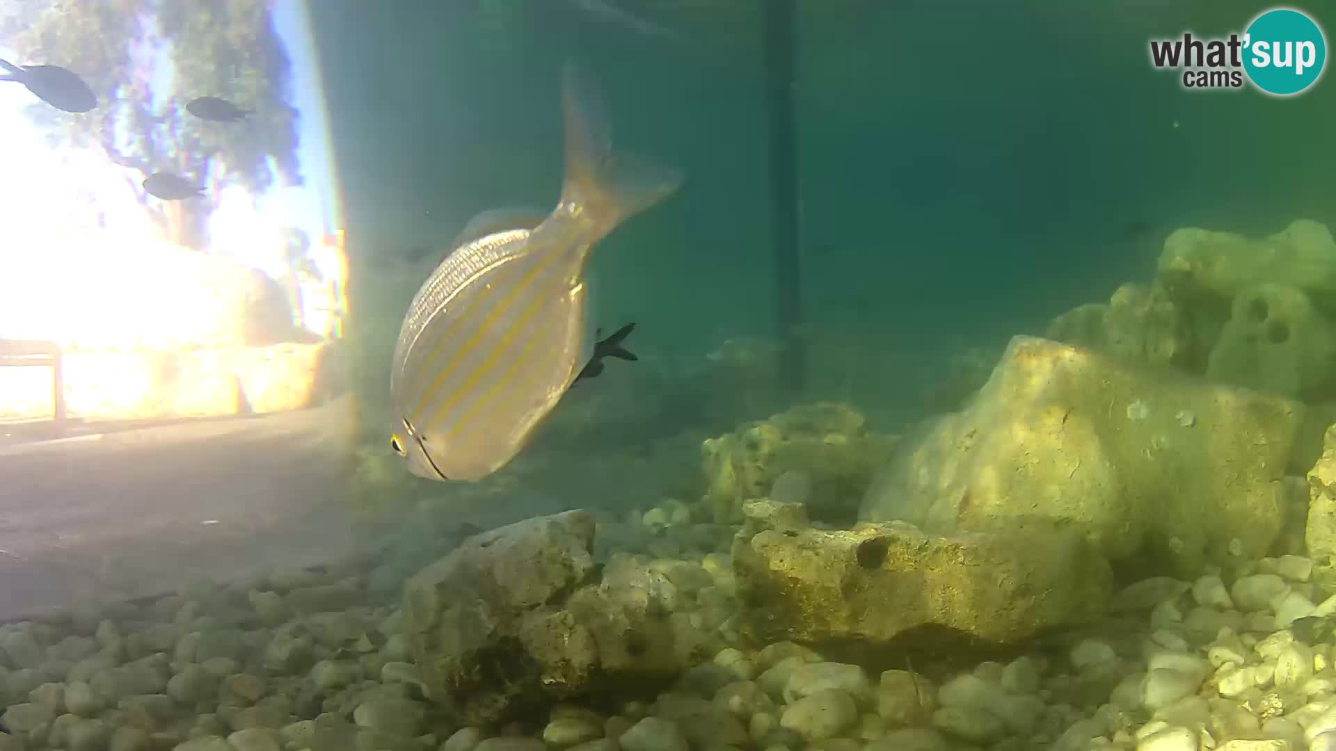 Aquario marino esterno –  Rogoznica livecam Croazia