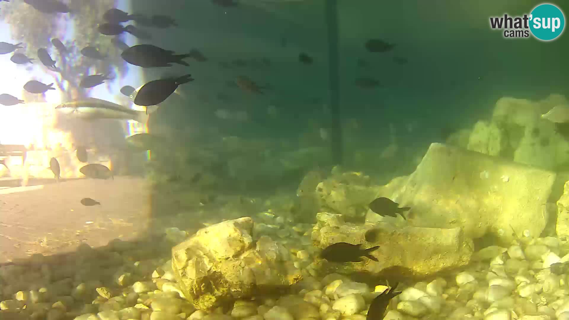Outdoor Marine Aquarium Rogoznica webcam Croatia