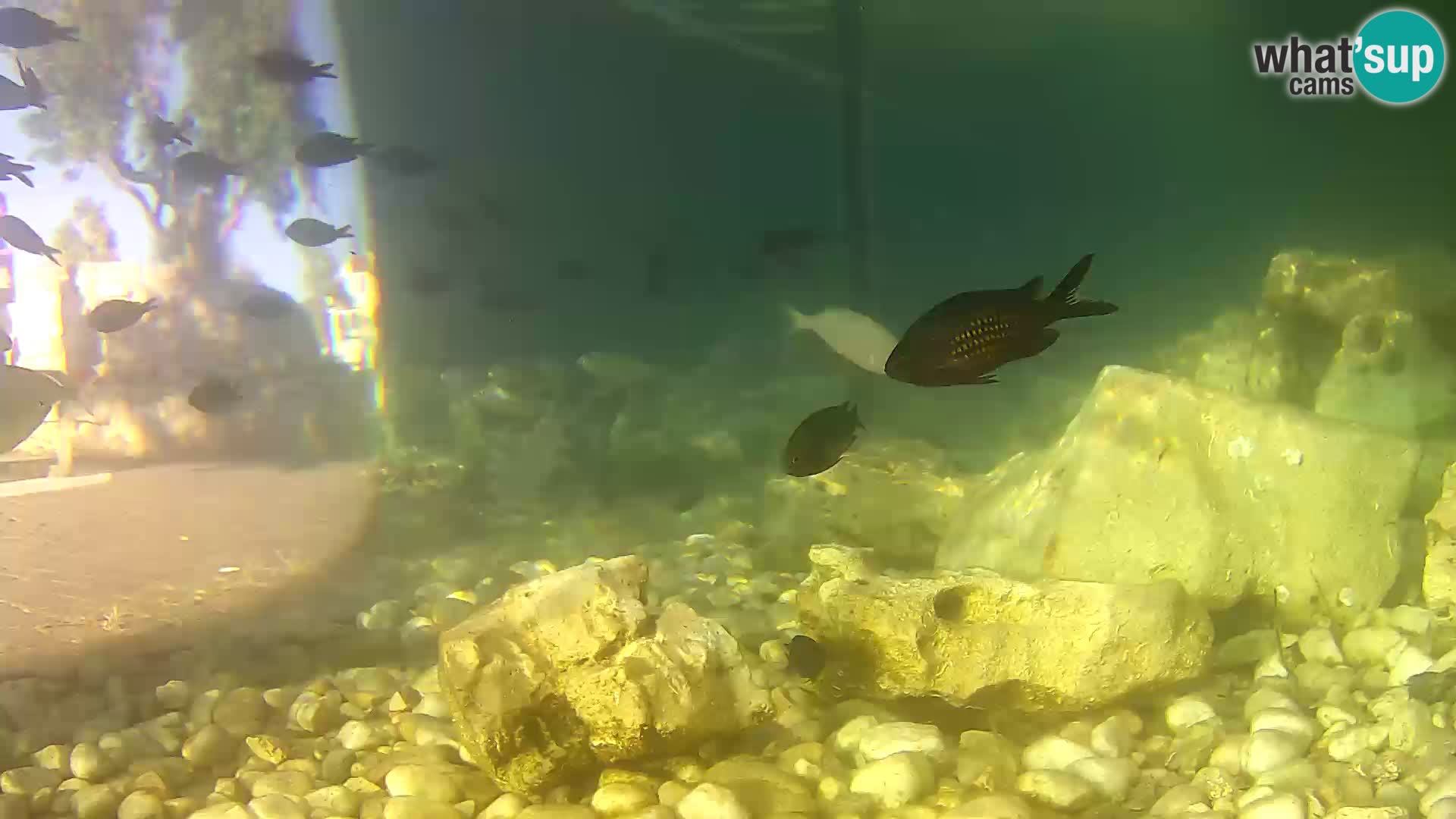 Outdoor Marine Aquarium Rogoznica webcam Croatia