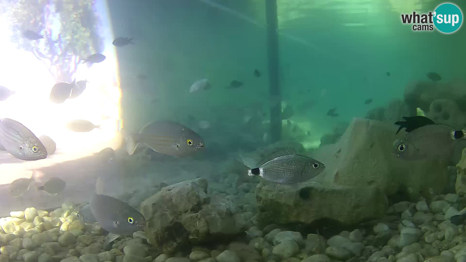 Outdoor Marine Aquarium Rogoznica webcam Croatia