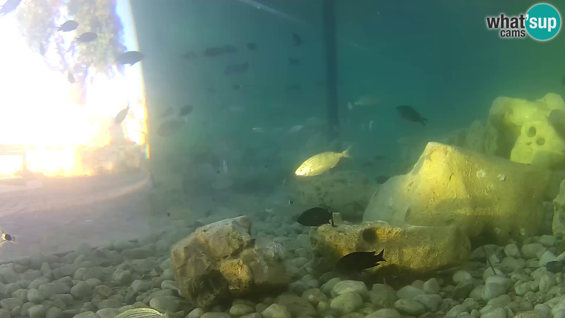 Aquario marino esterno –  Rogoznica livecam Croazia