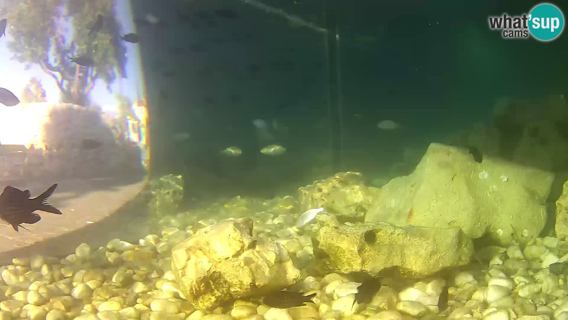 Outdoor Marine Aquarium Rogoznica webcam Croatia
