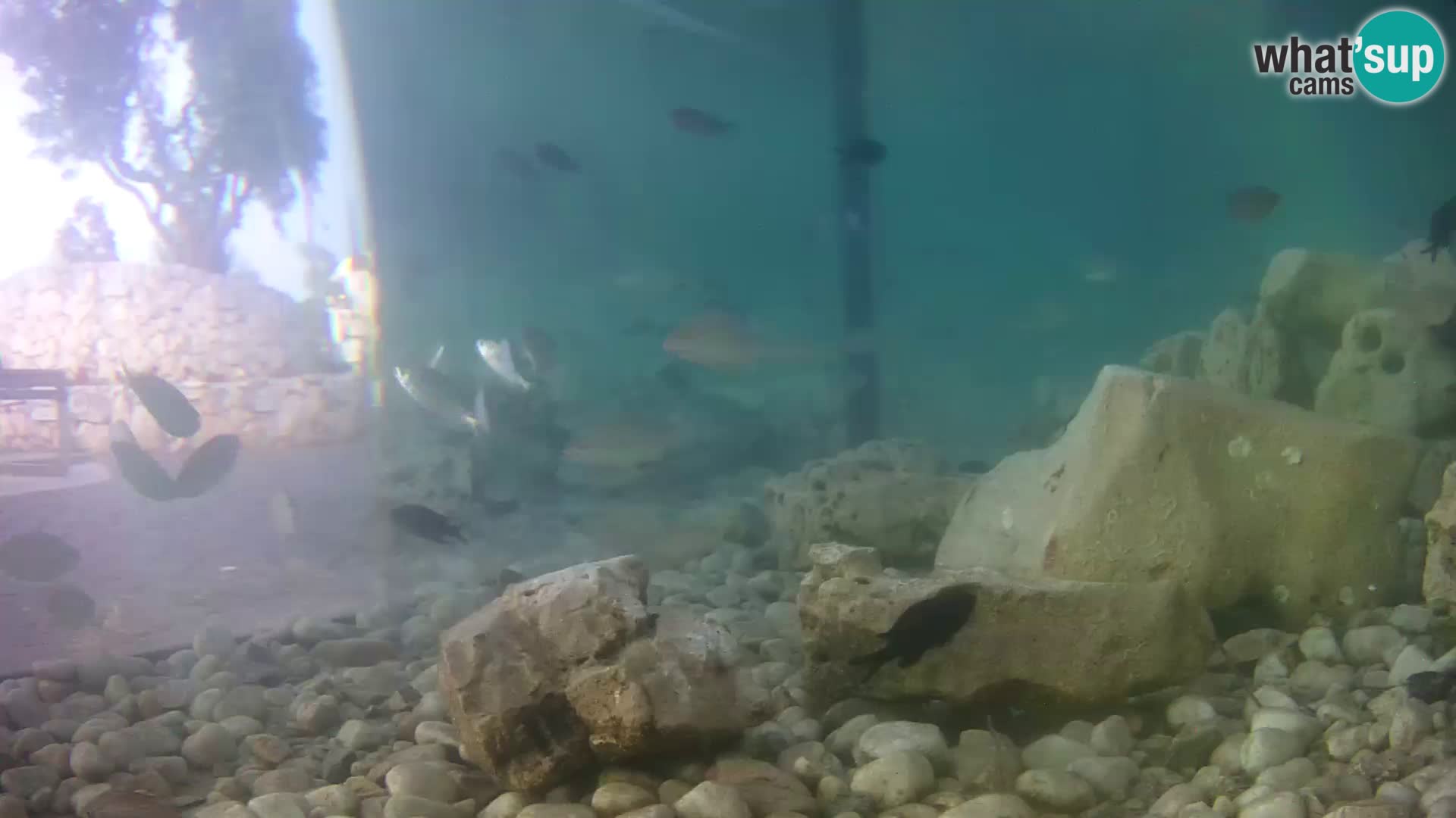 Outdoor Marine Aquarium Rogoznica webcam Croatia