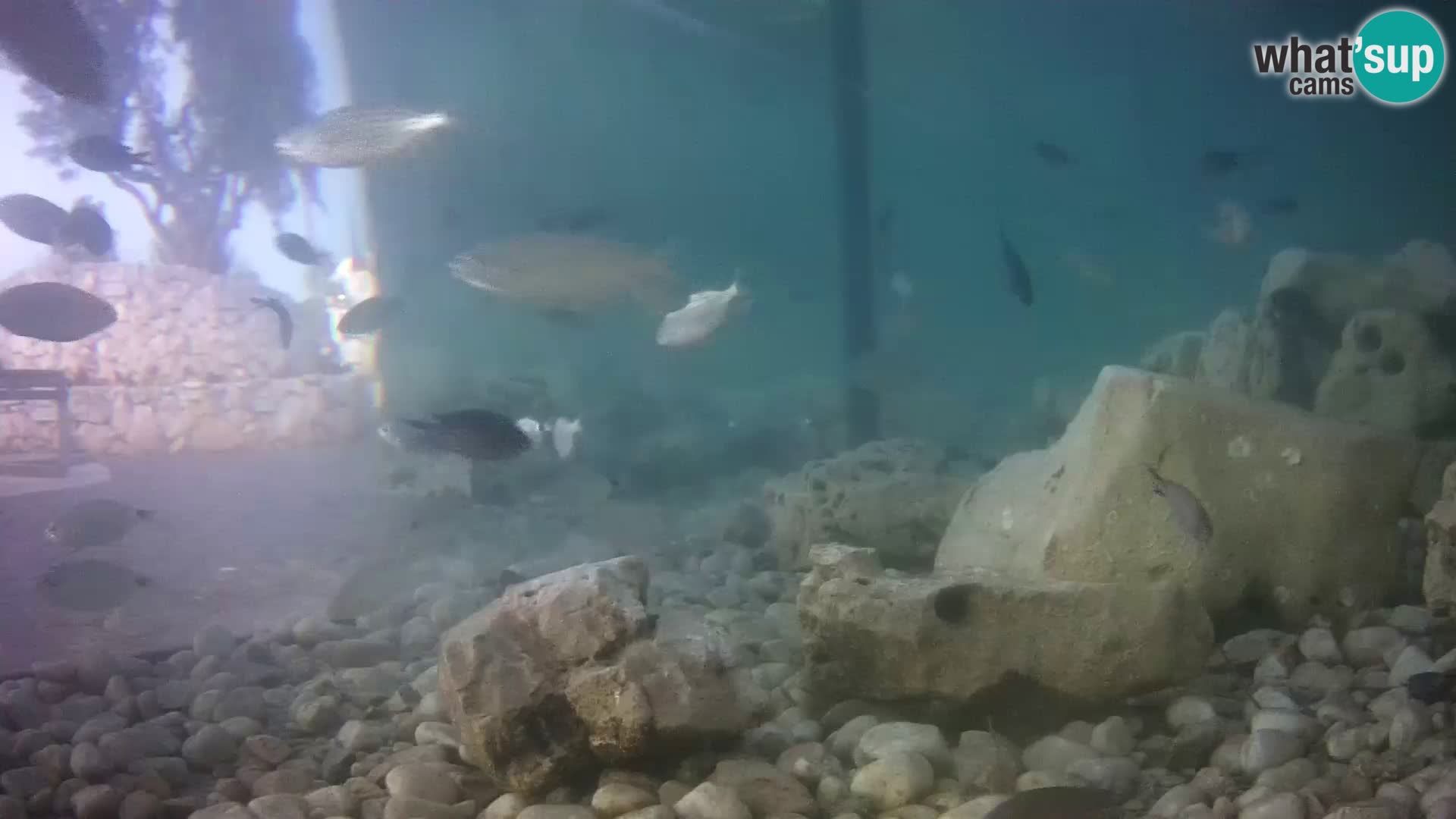 Outdoor Marine Aquarium Rogoznica webcam Croatia