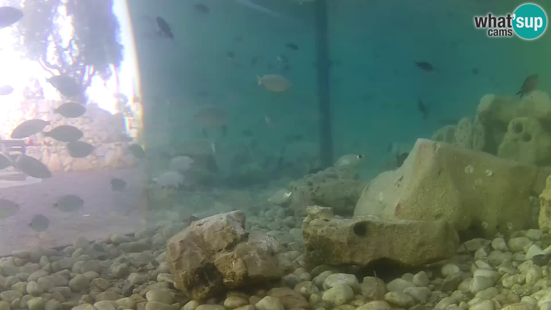 Outdoor Marine Aquarium Rogoznica webcam Croatia