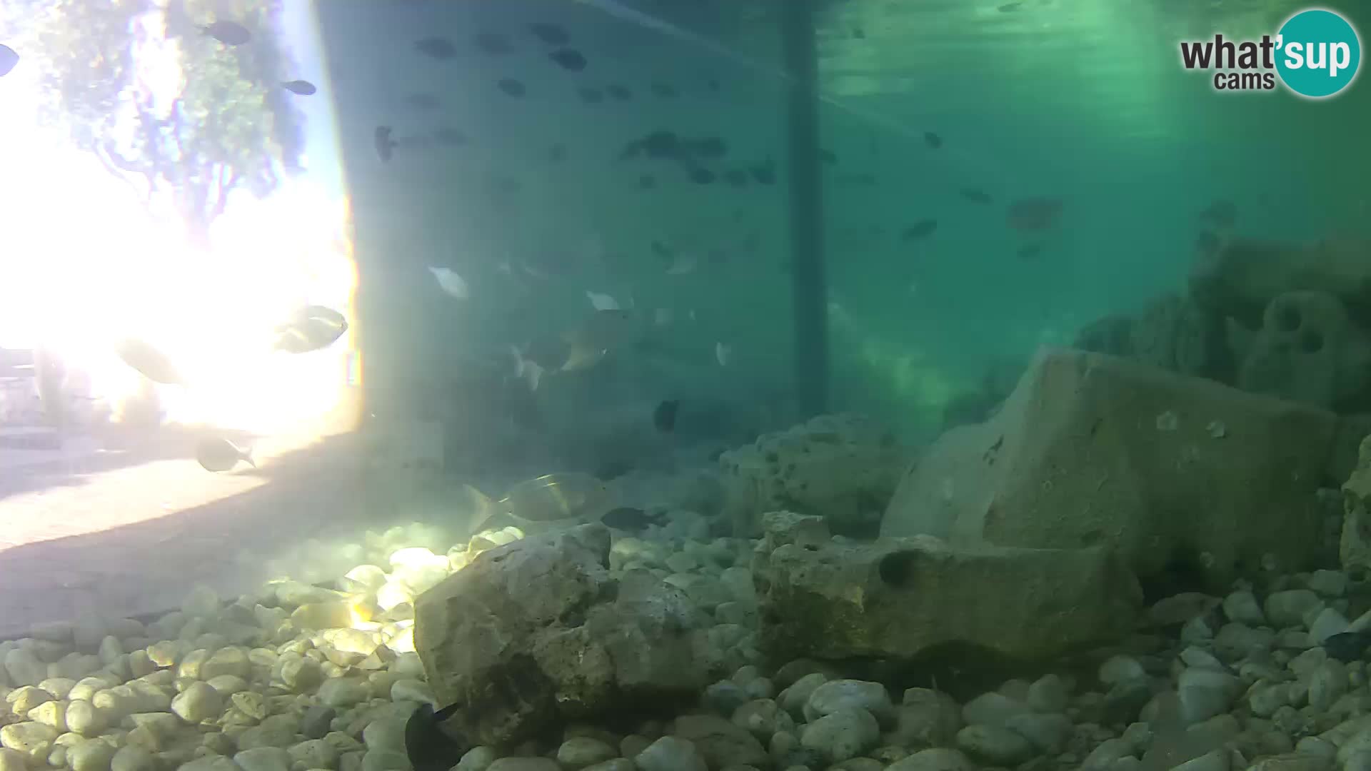 Aquario marino esterno –  Rogoznica livecam Croazia