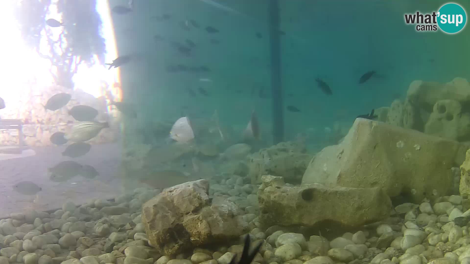 Marine Aquarium im Freien Rogoznica webcam Kroatien