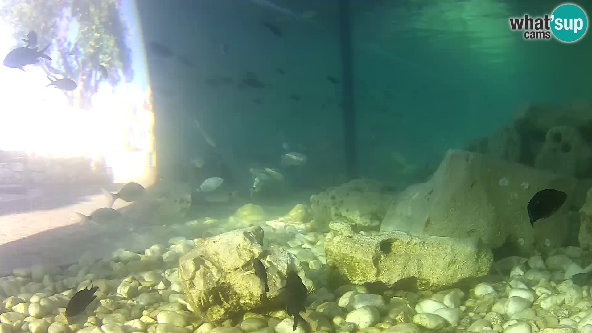 Marine Aquarium im Freien Rogoznica webcam Kroatien