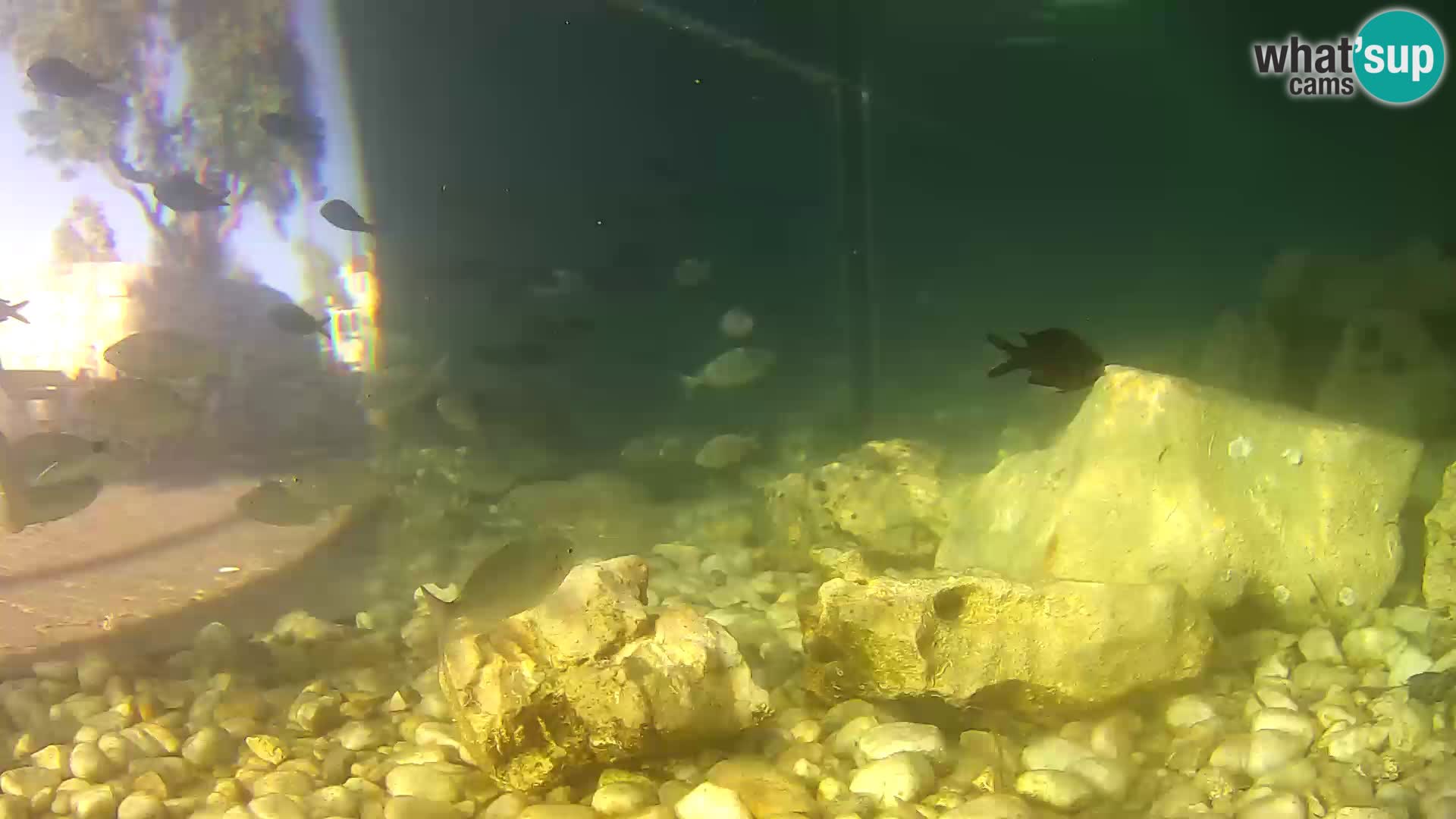 Acuario marino al aire libre Rogoznica webcam Croacia