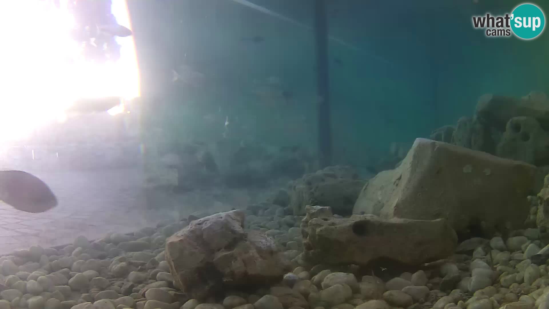Marine Aquarium im Freien Rogoznica webcam Kroatien