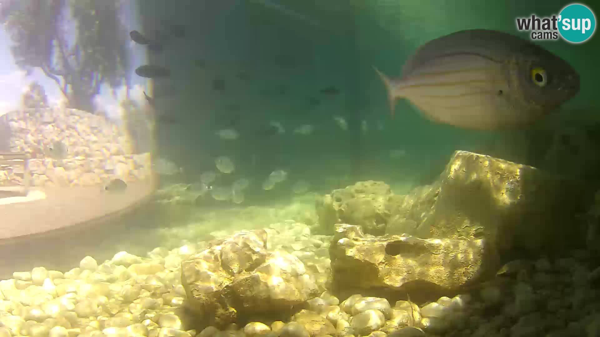 Marine Aquarium im Freien Rogoznica webcam Kroatien